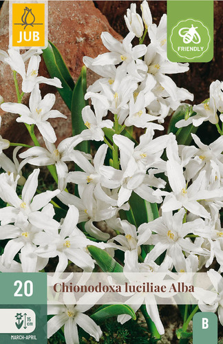X 20 CHIONODOXA LUCILIAE ALBA 5/+