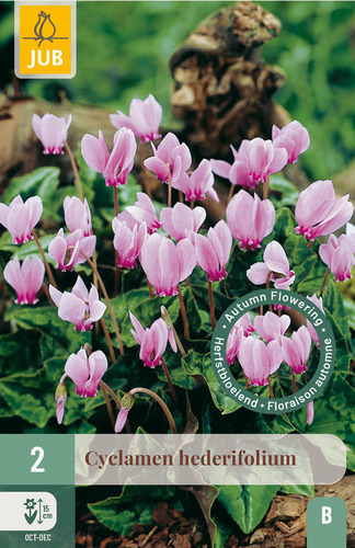 X   2 CYCLAMEN HEDERIFOLIUM NJ 13/15