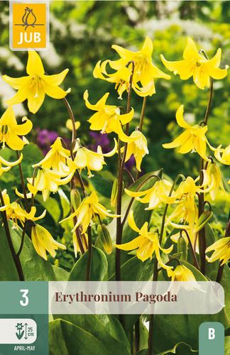 X   3 ERYTHRONIUM PAGODA I