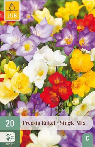 X 20 FREESIA ENKEL MIX NJ 5/+