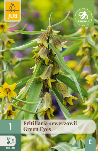 X   1 FRITILLARIA GREEN EYES 20/24