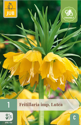 X   1 FRITILLARIA LUTEA 20/24