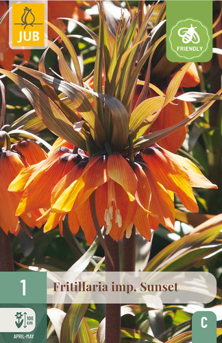 X   1 FRITILLARIA SUNSET 20/24