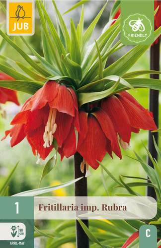 X   1 FRITILLARIA RUBRA 20/24