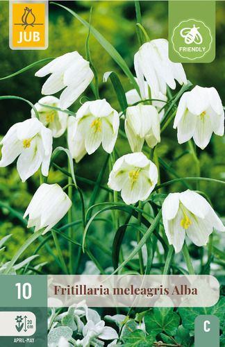 X 10 FRITILLARIA MELEAGRIS ALBA 6/+
