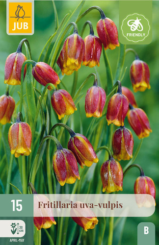X 15 FRITILLARIA UVA VULPIS 6/7