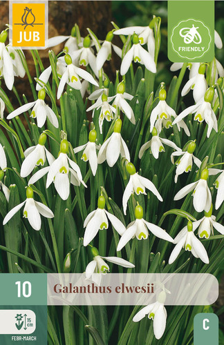 X 10 GALANTHUS ELWESII 5/6