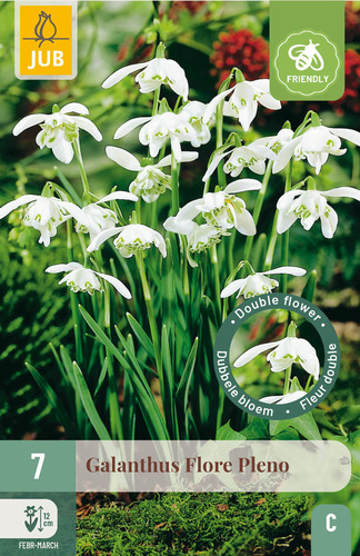 X   7 GALANTHUS FLORE PLENO 5/+