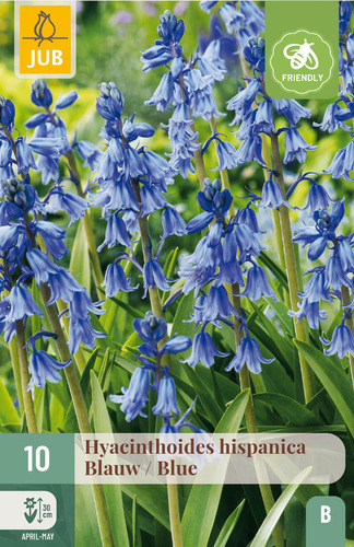 X 10 HYACINTHOIDES HISPANICA BLAUW 8/10