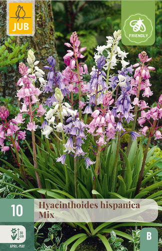 X 10 HYACINTHOIDES HISPANICA MIX 8/10