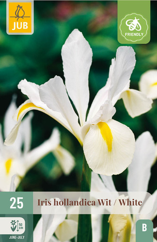 X 25 IRIS HOLLANDICA WIT NJ 7/8