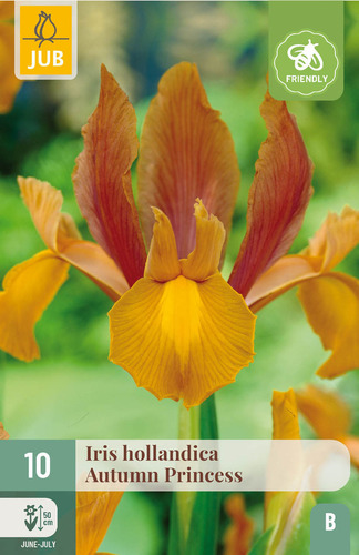 X 10 IRIS HOLLANDICA AUTUMN PRINCESS 7/8