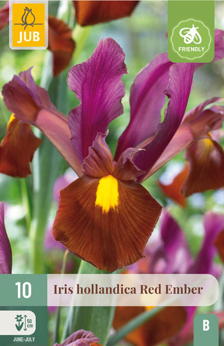 X 10 IRIS HOLLANDICA RED EMBER NJ 7/8
