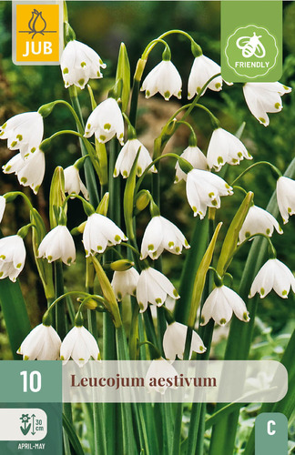 X 10 LEUCOJUM AESTIVUM 8/9