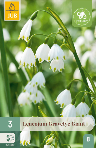 X   3 LEUCOJUM GRAVETYE GIANT 12/14