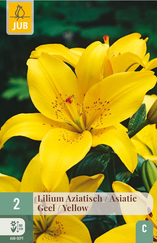 X   2 LILIUM AZIATISCH GEEL 16/18