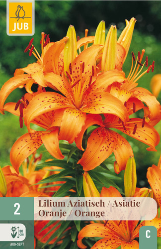 X   2 LILIUM AZIATISCH ORANJE 16/18