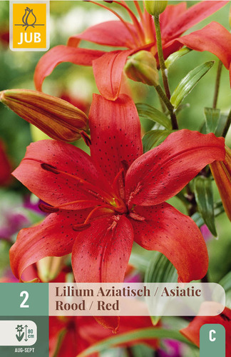X   2 LILIUM AZIATISCH ROOD 16/18