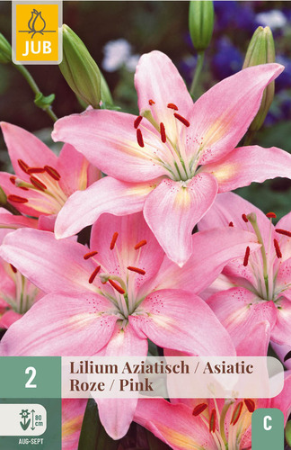 X   2 LILIUM AZIATISCH ROZE 16/18