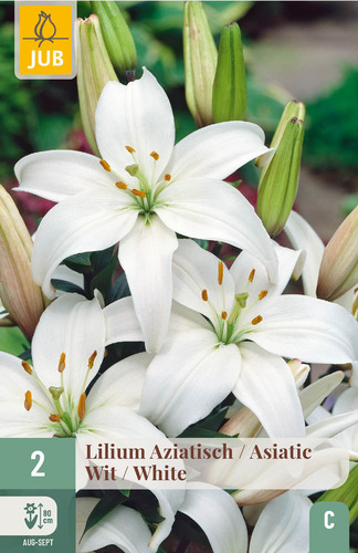 X   2 LILIUM AZIATISCH WIT 16/18