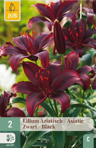 X   2 LILIUM AZIATISCH ZWART 16/18