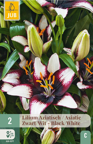X   2 LILIUM AZIATISCH ZWART - WIT 16/18