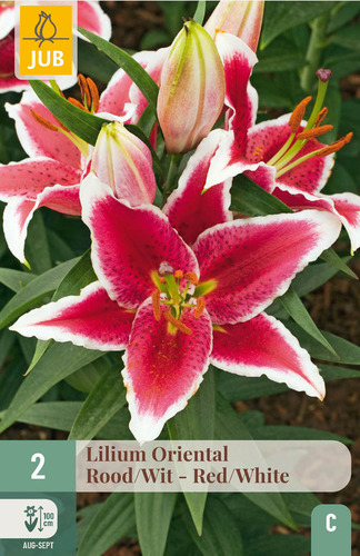 X   2 LILIUM ORIENTAL ROOD - WIT 16/18
