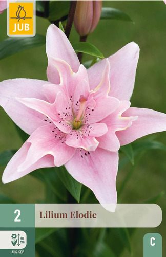X   2 LILIUM ELODIE 14/16