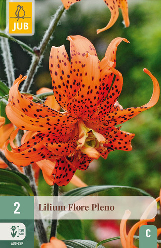 X   2 LILIUM FLORE PLENO 14/16