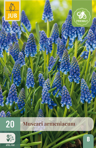 X 20 MUSCARI ARMENIACUM 8/9