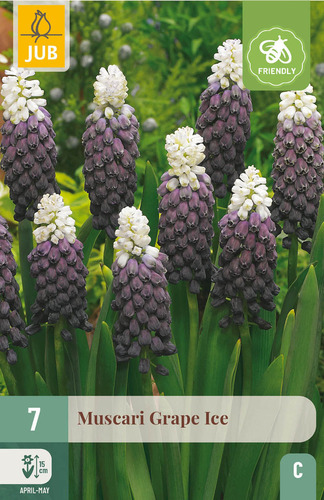 X   7 MUSCARI GRAPE ICE 5/+
