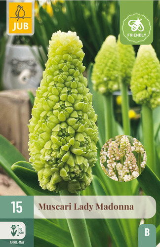 X 15 MUSCARI LADY MADONNA 7/8