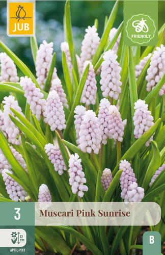 X   3 MUSCARI PINK SUNRISE 5/+