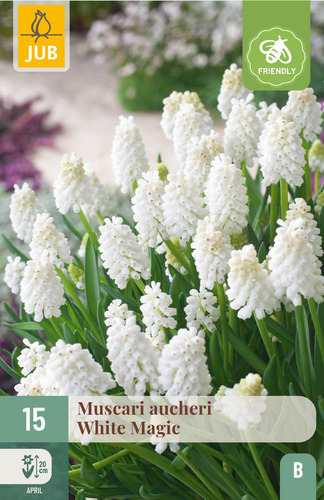 X 15 MUSCARI WHITE MAGIC 7/8