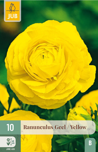 X 10 RANUNCULUS GEEL 6/7
