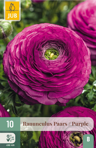 X 10 RANUNCULUS PAARS 6/7