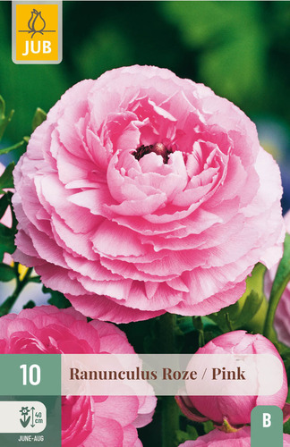 X 10 RANUNCULUS ROZE 6/7