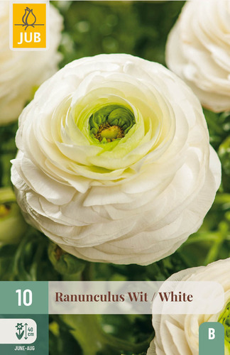X 10 RANUNCULUS WIT 6/7