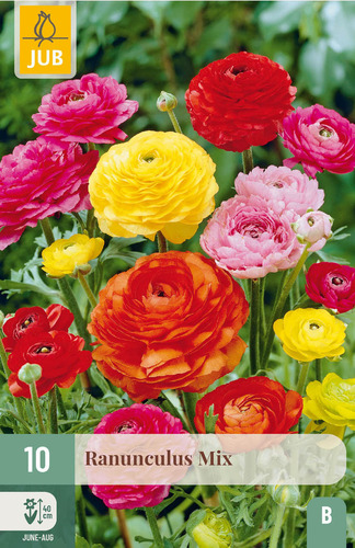 X 10 RANUNCULUS MIX 6/7
