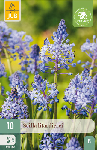 X 10 SCILLA LITARDIEREI 6/+