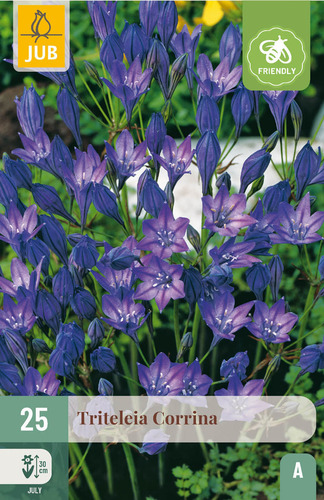 X 25 TRITELEIA CORRINA NJ 5/6