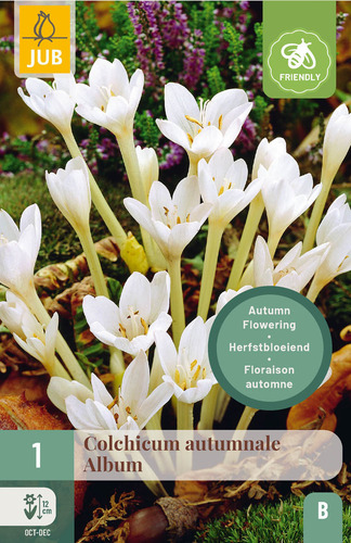 X   1 COLCHICUM AUTUMNALE ALBUM 13/+