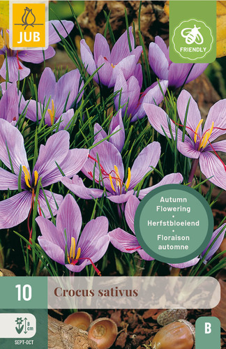 X 10 CROCUS SATIVUS 8/9