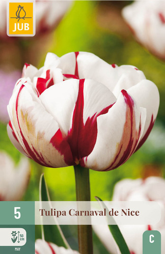 X   5 TULIPA CARNAVAL DE NICE 11/12