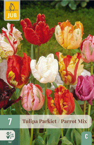 X   7 TULIPA PARKIET MIX 11/12