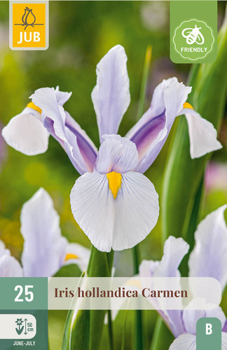 X 25 IRIS HOLLANDICA CARMEN 7/8
