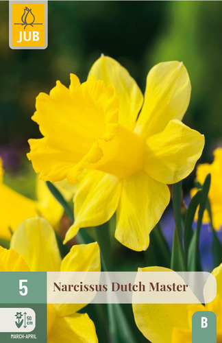 X   5 NARCISSUS DUTCH MASTER 12/14