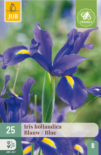 X 25 IRIS HOLLANDICA BLAUW NJ 7/8