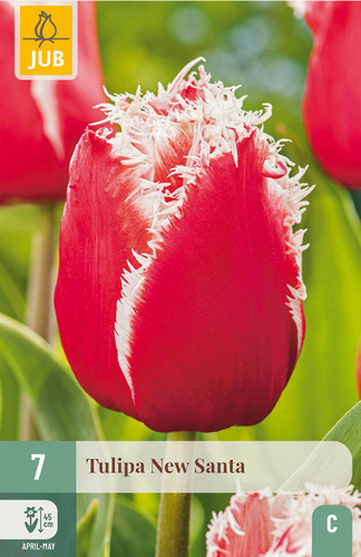 X   7 TULIPA NEW SANTA 11/12