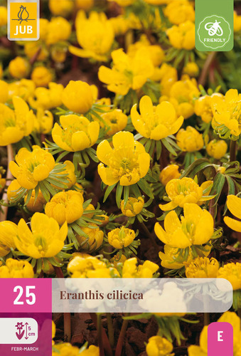 X 25 ERANTHIS CILICICA 4/5